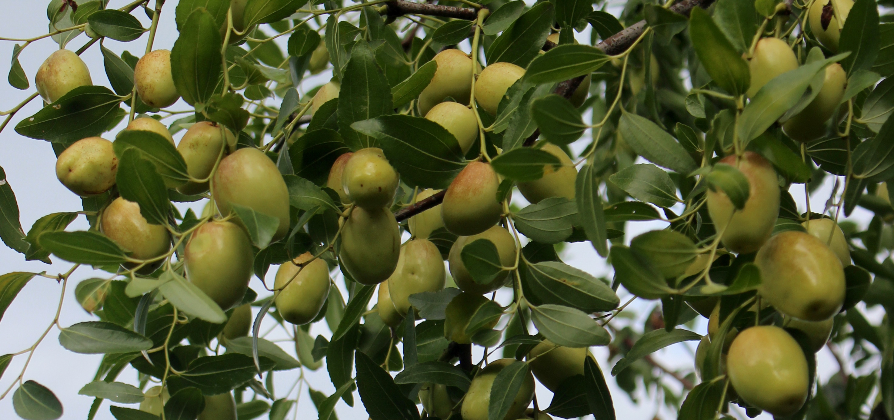 红枣树成熟期图片